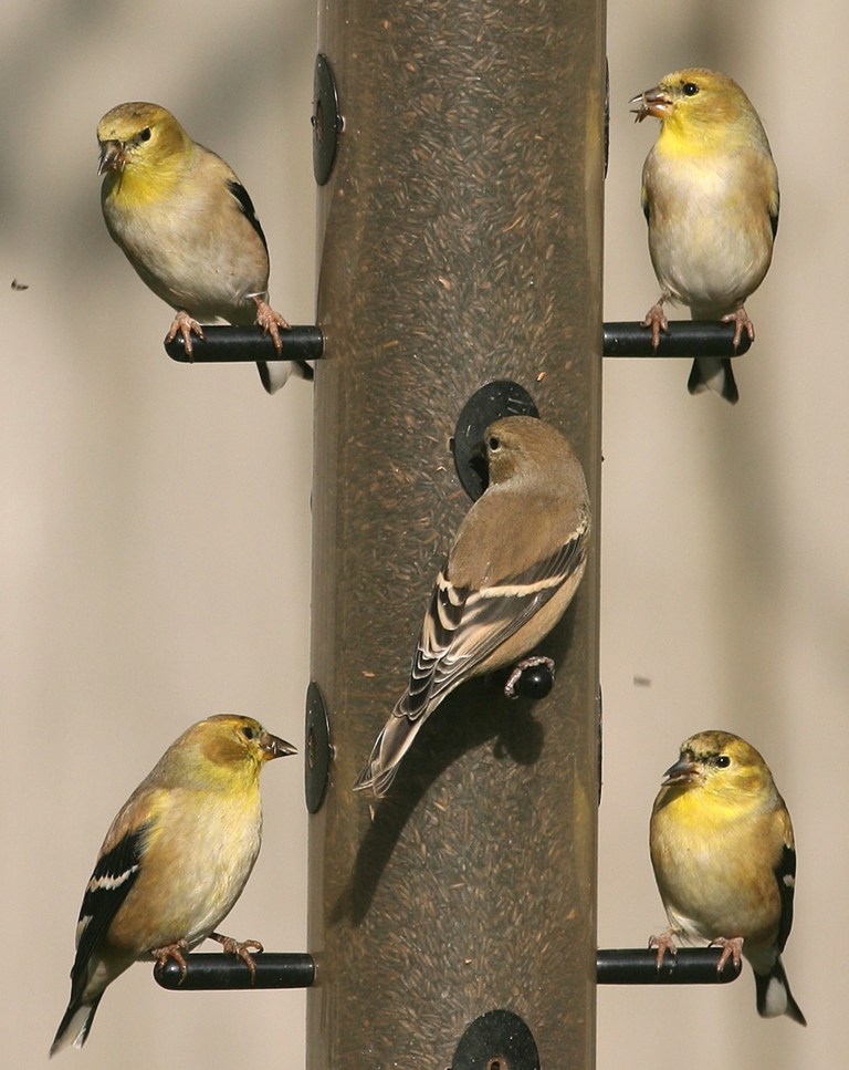   ADVANCE FOR USE SUNDAY DEC. 30TH AND THERE AFTER - In this photo taken Nov. 29, 2012 in Springfield, Ill., American goldfinches stake out spots on a backyard bird feeder. The Christmas bird count season is in full swing in Illinois, and nothing will keep dedicated birders from counting as many birds as they can in a single 24 hour period. Not cold, snow, wind or rain - can put a damper in the Christmas count tradition that is more than a century old..AP Photo/The State Journal-Register,Chris Young)  