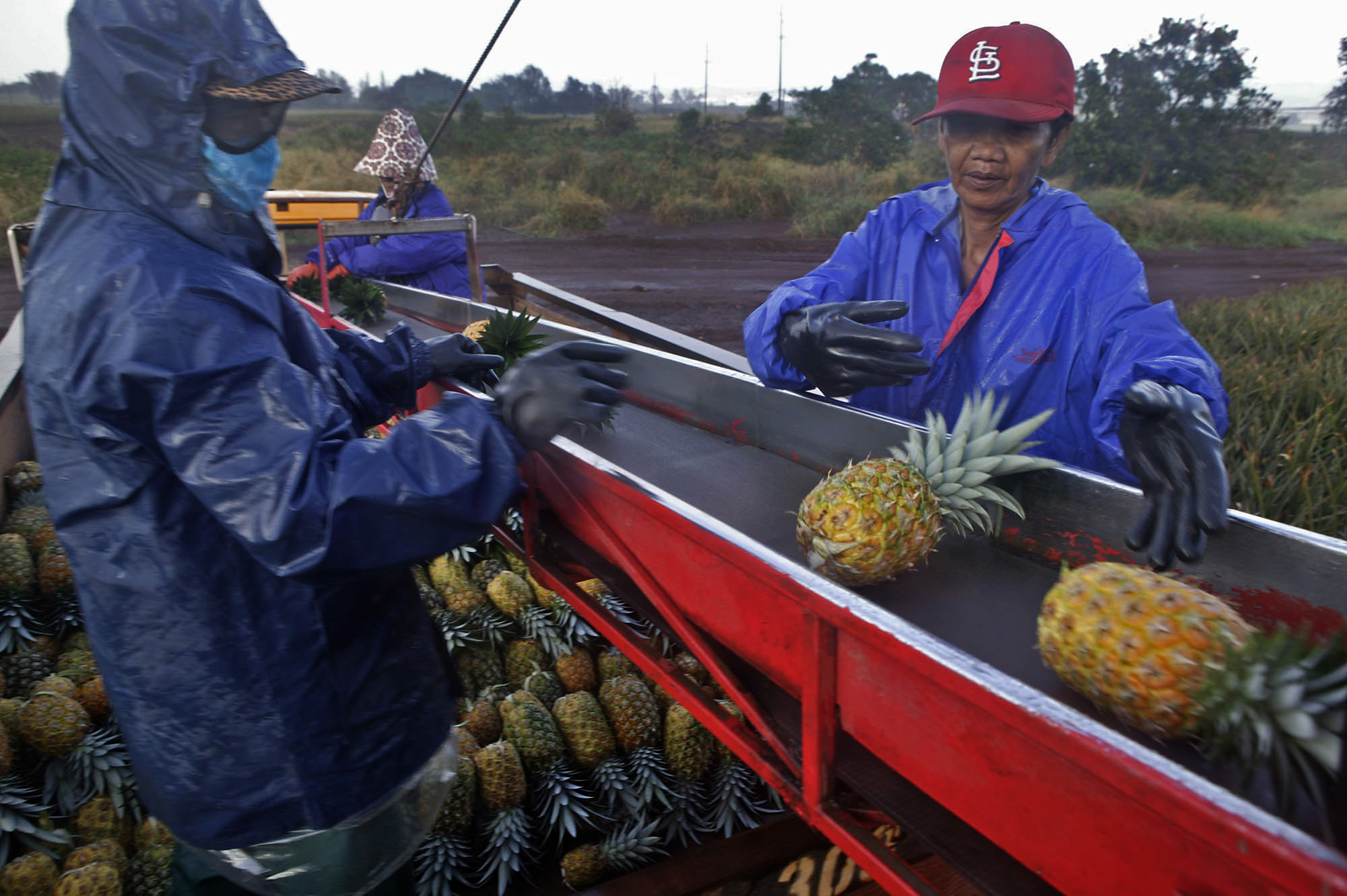 Hawaii starts to look beyond the pineapple