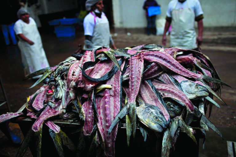 FILE - In this Nov. 28, 2012 file photo, the carcasses of fish that were gutted and filleted for customers, fill a trash bin to the brim at the Villa Maria del Triunfo market, one of the largest fish markets in Lima, Peru. Not only has overfishing of the Peruvian anchovy, or anchoveta, battered the industry that makes Peru far and away the world's No. 1 fish-meal exporter, it has also raised alarm about food security in a nation that had long been accustomed to cheap, abundant seafood. Peru's government ordered radical restrictions on what the country's 1,200-boat commercial fleet could catch after anchoveta stocks plummeted. But compliance with strict government quotas has been problematic. (AP Photo/Rodrigo Abd, File)