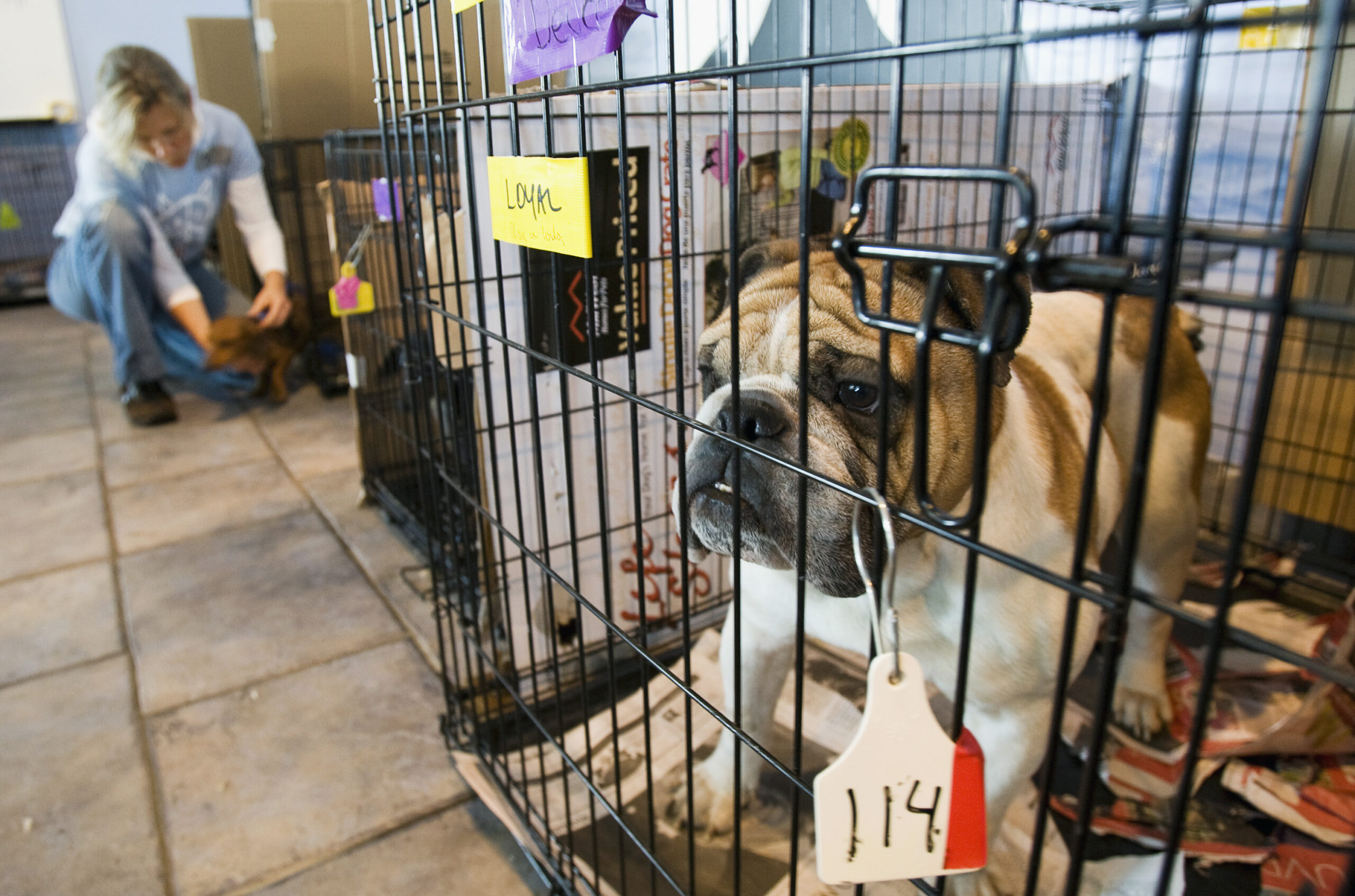 USDA must do more to crack down on abusive puppy mills