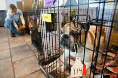 USDA must do more to crack down on abusive puppy mills