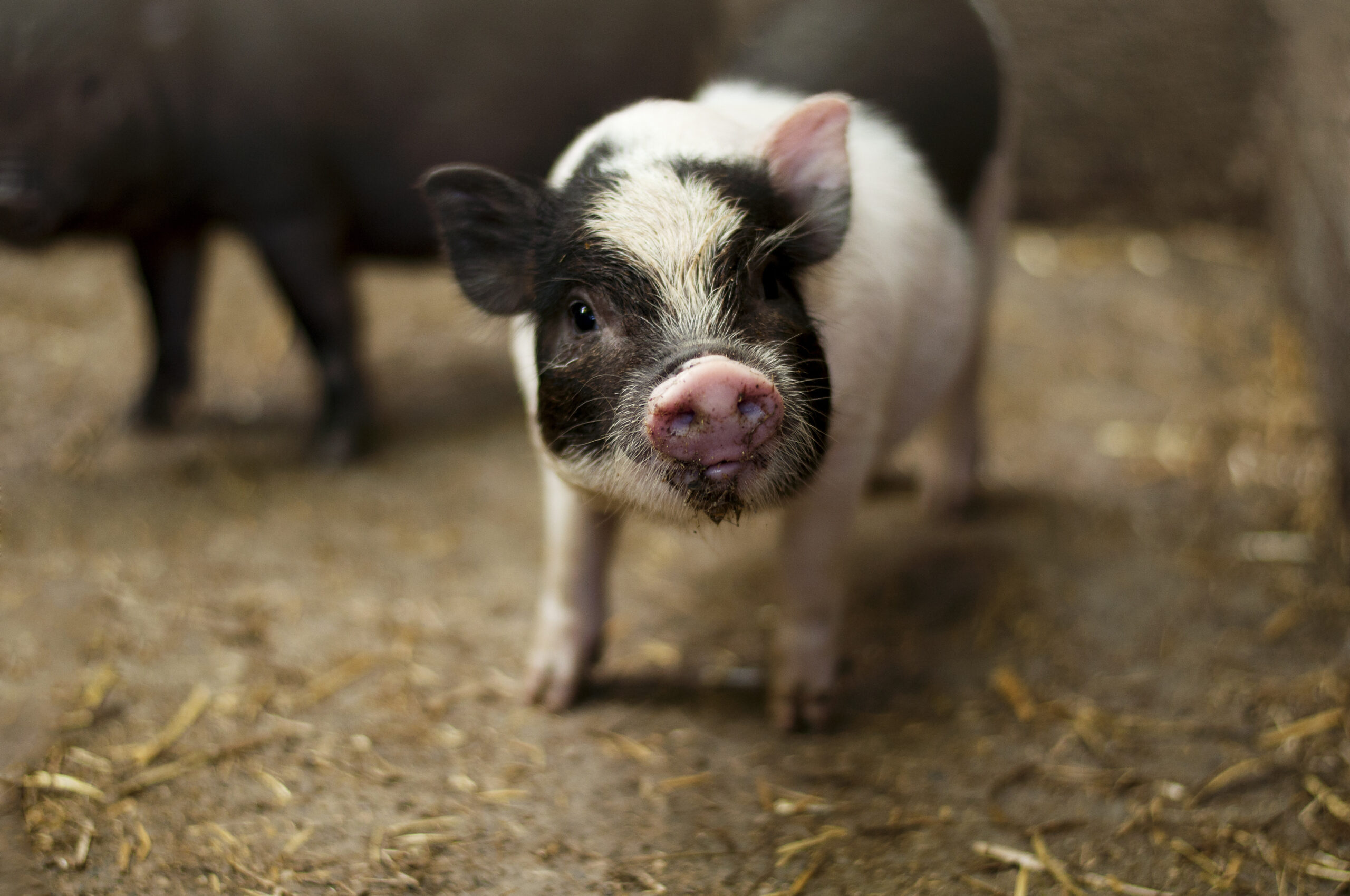 Earmarks may be dead, but pet projects live on