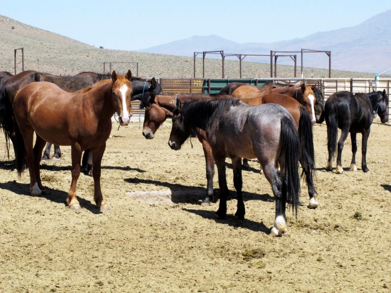 Horse populations have soared, partially because wild horses have no natural predators, say officials from the Bureau of Land Management. (AP Photo/Scott Sonner)