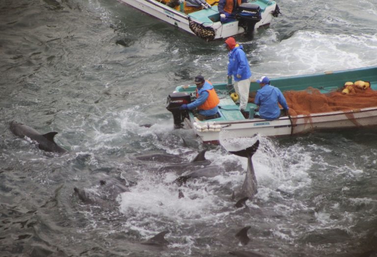 In this Monday, Jan. 20, 2014 photo provided by Sea Shepherd Conservation Society Tuesday, Jan. 21, 2014, fishermen on boats drive bottlenose dolphins away during the selection process in Taiji, western Japan. Japanese fishermen have finished killing some of the 250 dolphins trapped recently in what activists say was the biggest roundup they have witnessed in the last four years. Sea Shepherd, best known for its anti-whaling activities, said the fishermen first selected 52 dolphins to keep alive for sale to aquariums and other customers. They included a rare albino calf and its mother. (AP Photo/Sea Shepherd Conservation Society) NO SALES