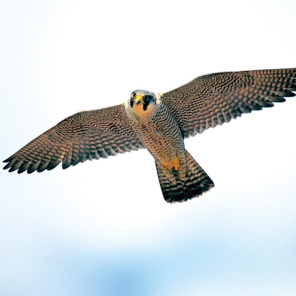Raptors on the Mountain