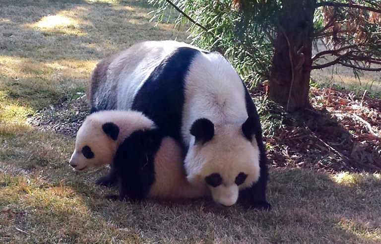 This photo provided by the Smithsonian National Zoo shows Giant panda cub Bao Bao outside with her mom Mei Xiang for the first time April 1, 2014, at the zoo in Washington. The zoo says Bao Bao tried out her climbing skills on one of the smaller trees and sat on the grass with a piece of bamboo. (AP Photo/Smithsonian National Zoo)