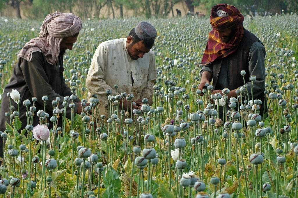 Afghans headed to ‘narco-criminal state’