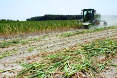 Area farmers stand to profit from drought