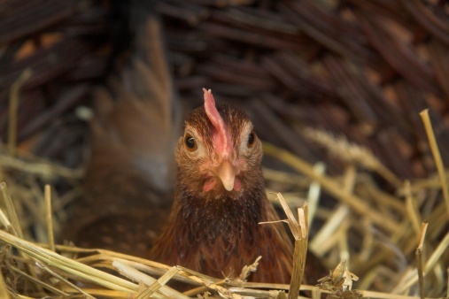 Chicken in nest