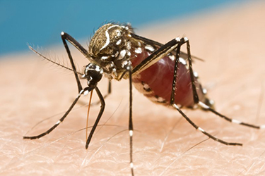 Federal Money Trickles Toward Zika As Doctors Issue New Warnings