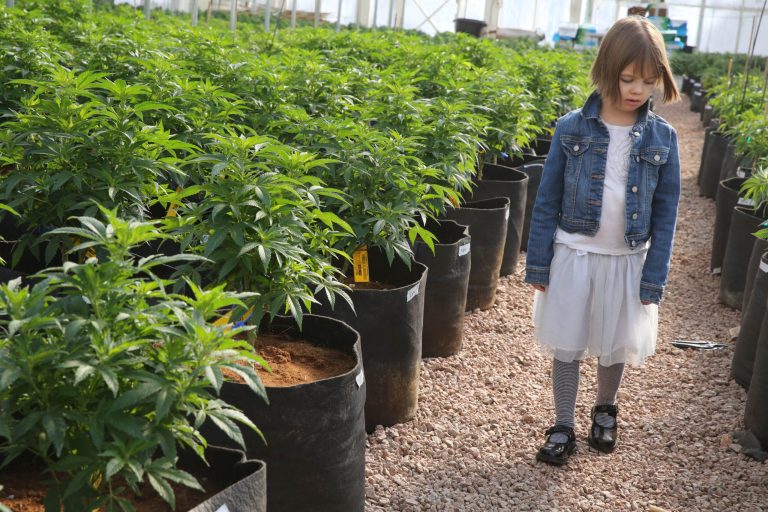 In this Feb. 7, 2014 photo, seven year old girl Charlotte Figi, who's parent describe her as once being severely and untreatably ill, walks around inside a greenhouse for a special strain of medical marijuana known as Charlotte's Web, which was named after Charlotte early in her treatment, at a grow location in a remote spot in the mountains west of Colorado Springs, Colo. Colorado lawmakers will consider new restrictions on medical marijuana growers during next year's legislative session. A panel of legislative leaders on Wednesday, Oct. 15, 2014 approved a bill on a 13-5 vote that would limit how many plants marijuana caregivers can grow for their patients. (AP Photo/Brennan Linsley)