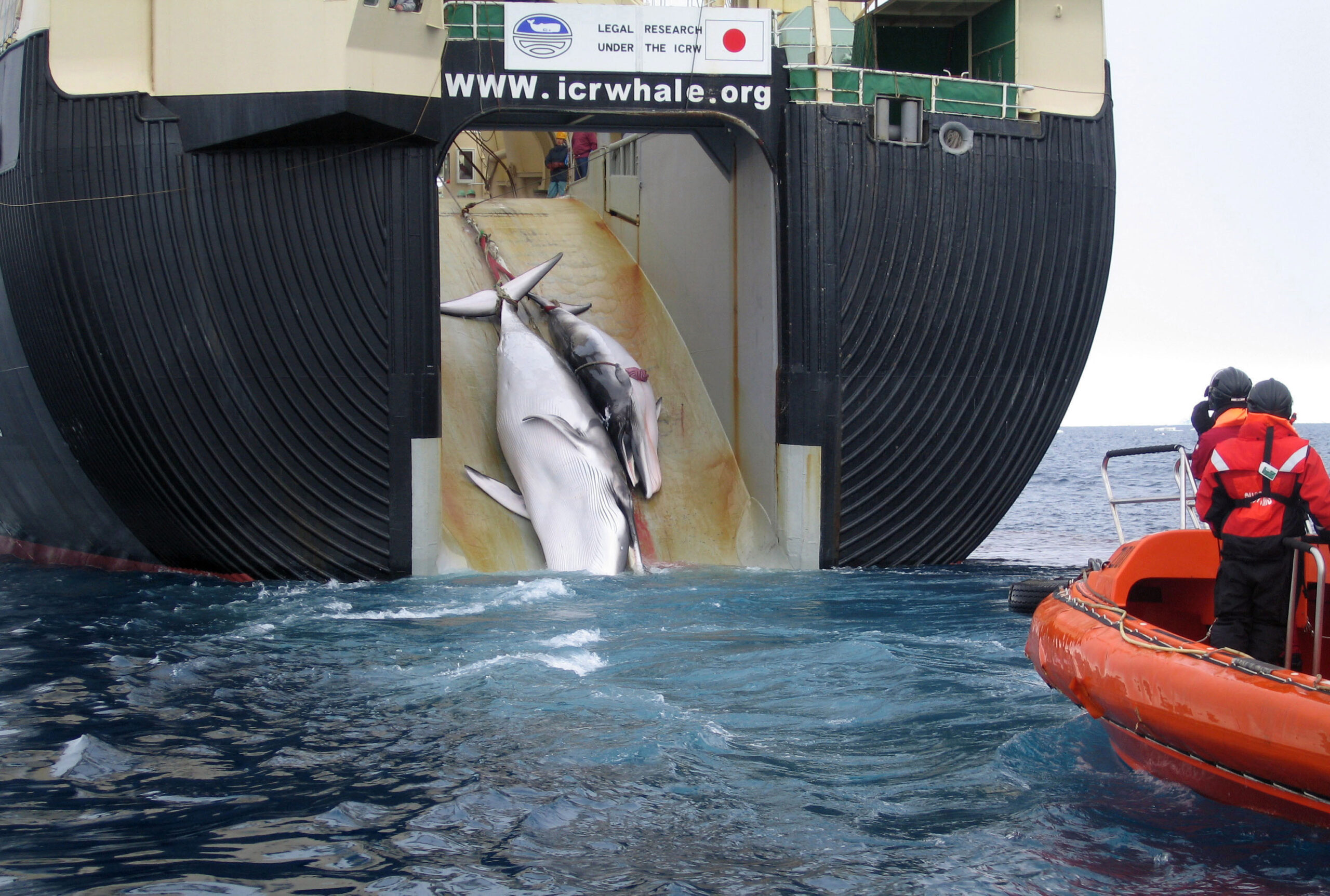 AP Analysis: Japan anti-whaling ruling saves face