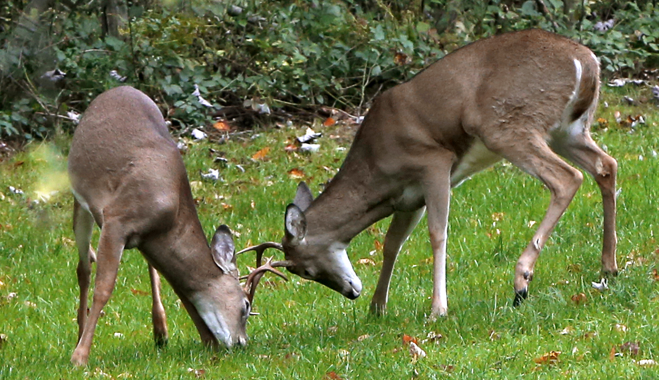 Pennsylvania hunters delayed by state’s faltering online license system