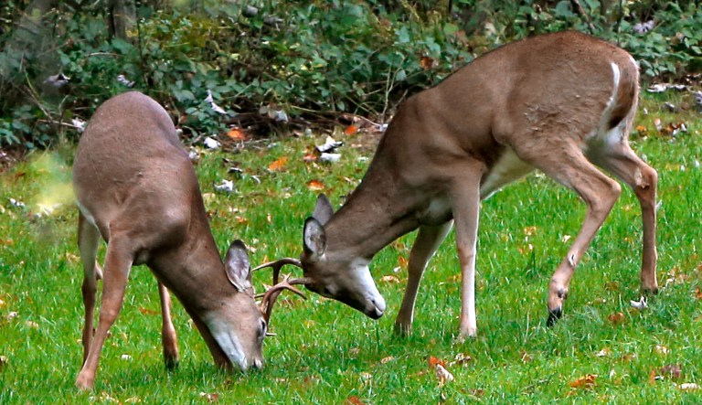 A pair of buck white tail deer lock antlers at the edge of a woods in Zelienople, Pa., Friday, Oct. 2, 2015. The Pennsylvania archery season for hunting deer starts Oct.3, 2015.