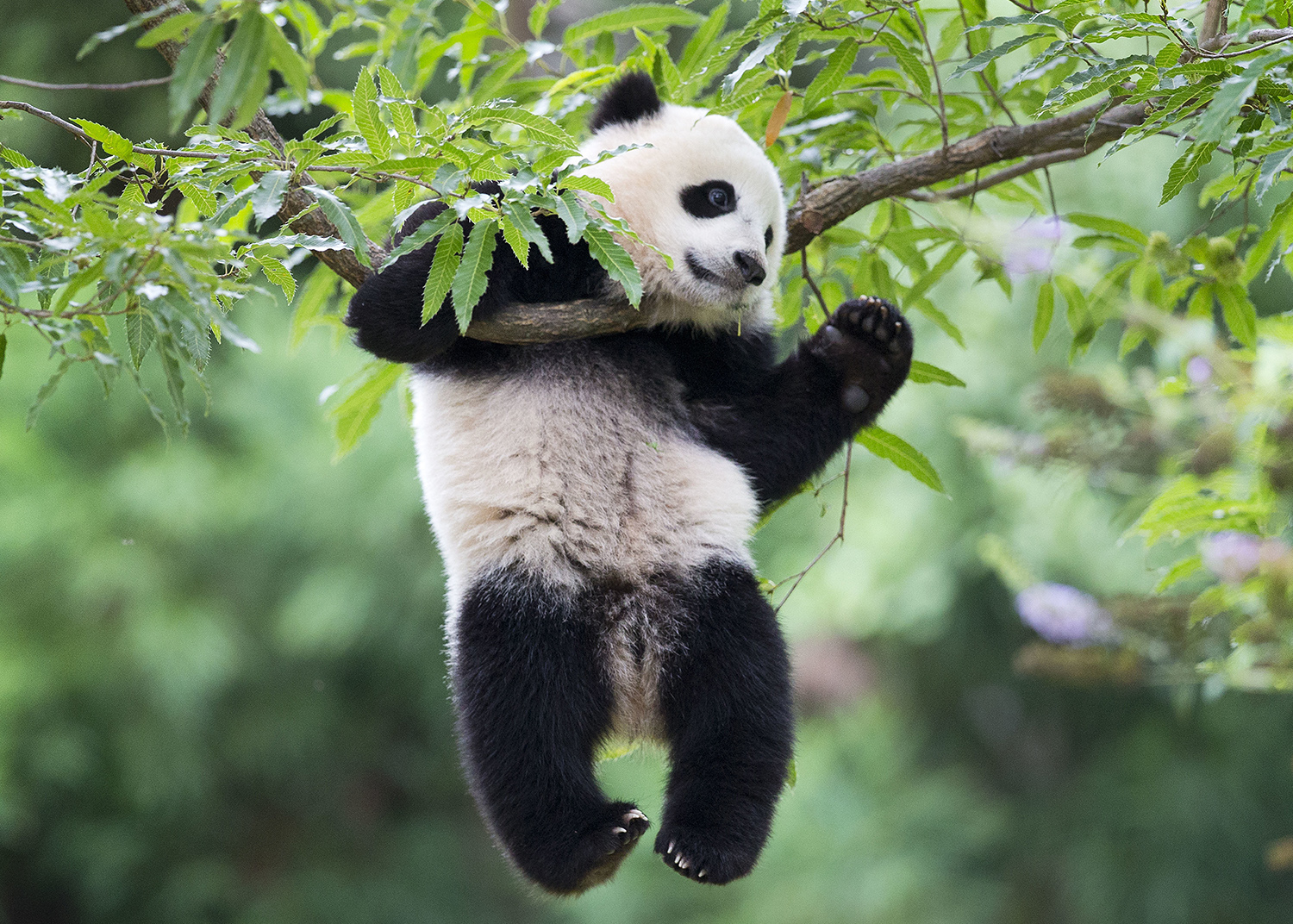 The National Zoo is sending Bao Bao to China
