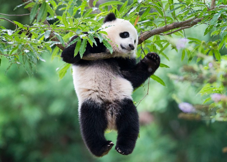 The National Zoo says 3-year-old panda Bao Bao is heading to China this month. (AP Photo/Pablo Martinez Monsivais, File)