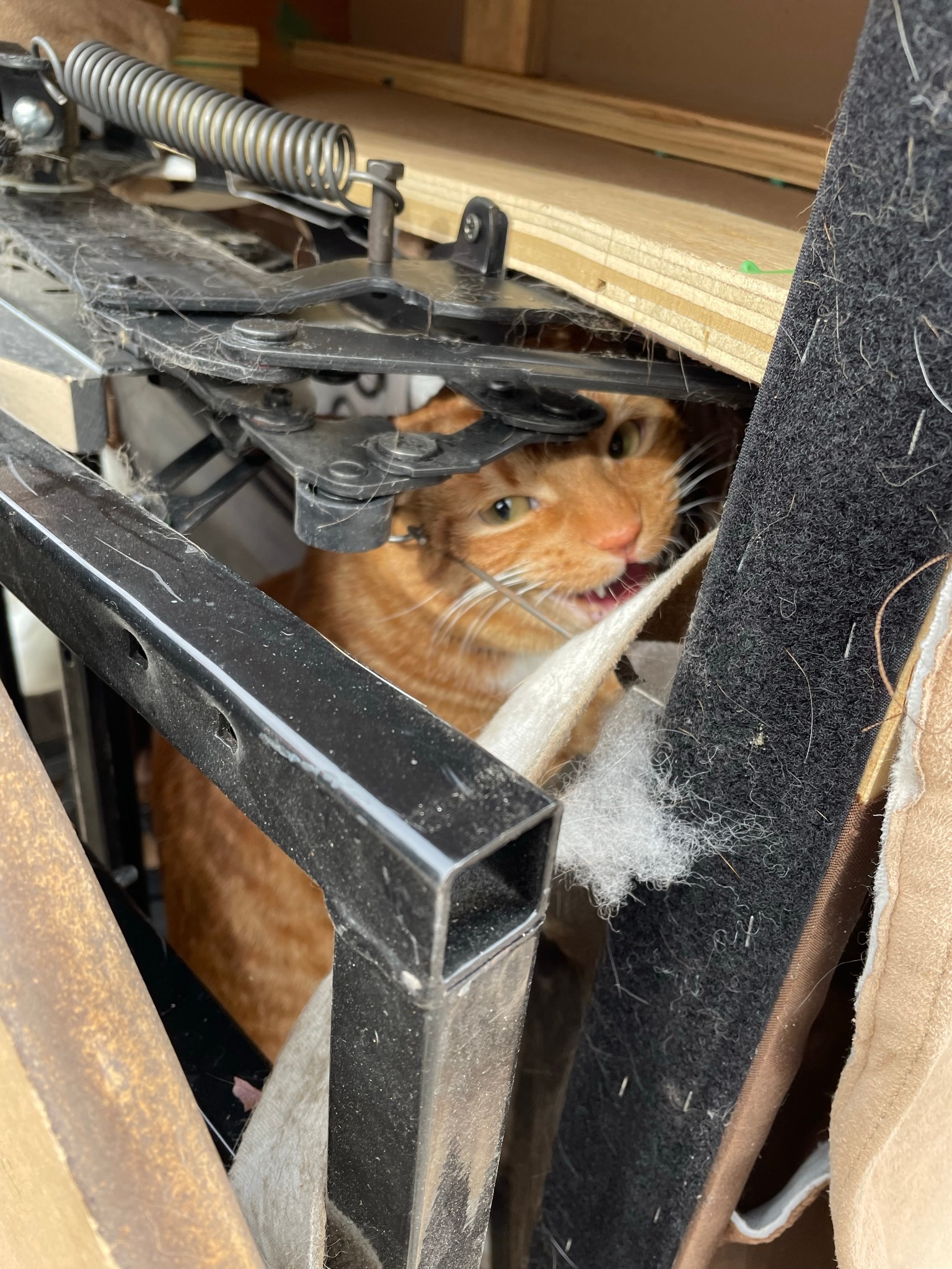 Cat reunited with family after being mistakenly donated to Denver thrift store