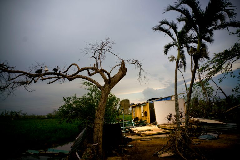Ducks perch on the branch of a tree next to a home destroyed by Hurricane Maria in Toa Baja, Puerto Rico, Thursday, Oct. 12, 2017. President Donald Trump lashed out at hurricane-devastated Puerto Rico on Thursday, insisting in tweets that the federal government can't keep sending help 