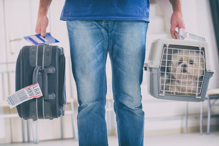 John Kennedy introduces PUPS Act so pets returning from abroad can quarantine for rabies in the US