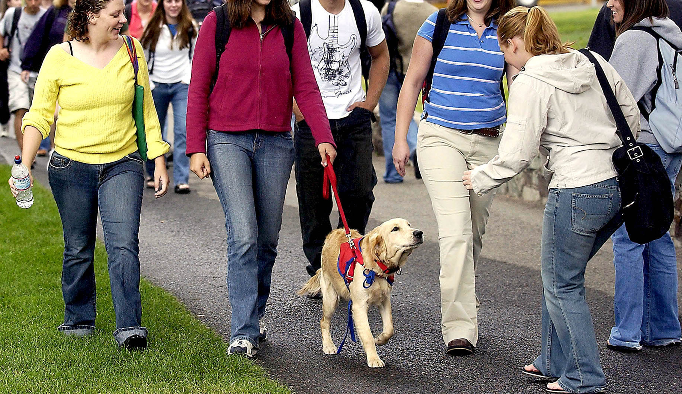 College students increasingly taking emotional support animals to campus