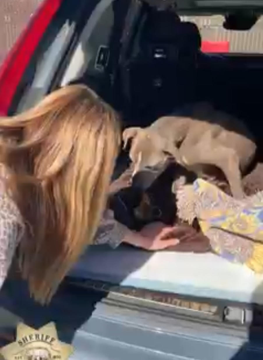 Zoey is reunited with her owner after disappearing for 12 years in Northern California.