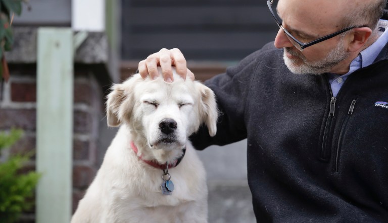 Spotify launches playlists for dogs left home alone