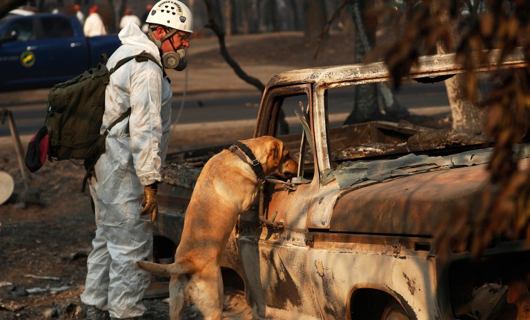 A recovery dog searches for human remains in Paradise, Calif. Searchers are in a race against time with long-awaited rains expected in the Northern California fire zone where dozens bodies have been recovered so far. (AP Photo/John Locher, File)