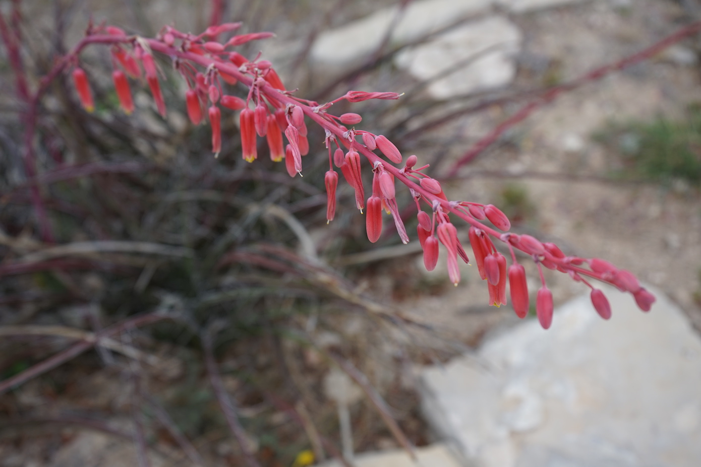Border Bike Trip, Day 27: Laredo