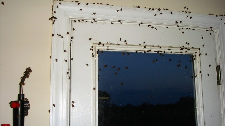 Stink bugs move into homes in mid-late September to over winter.