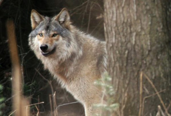 Illinois preps for possibility of wolf population
