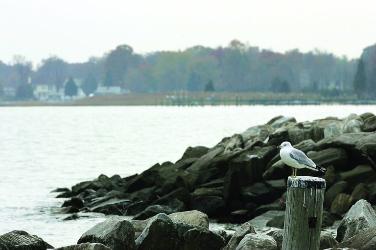 A Montgomery County bill would raise fees on businesses and residences in order to comply with a Chesapeake Bay watershed protection law. (Photo: Examiner file)