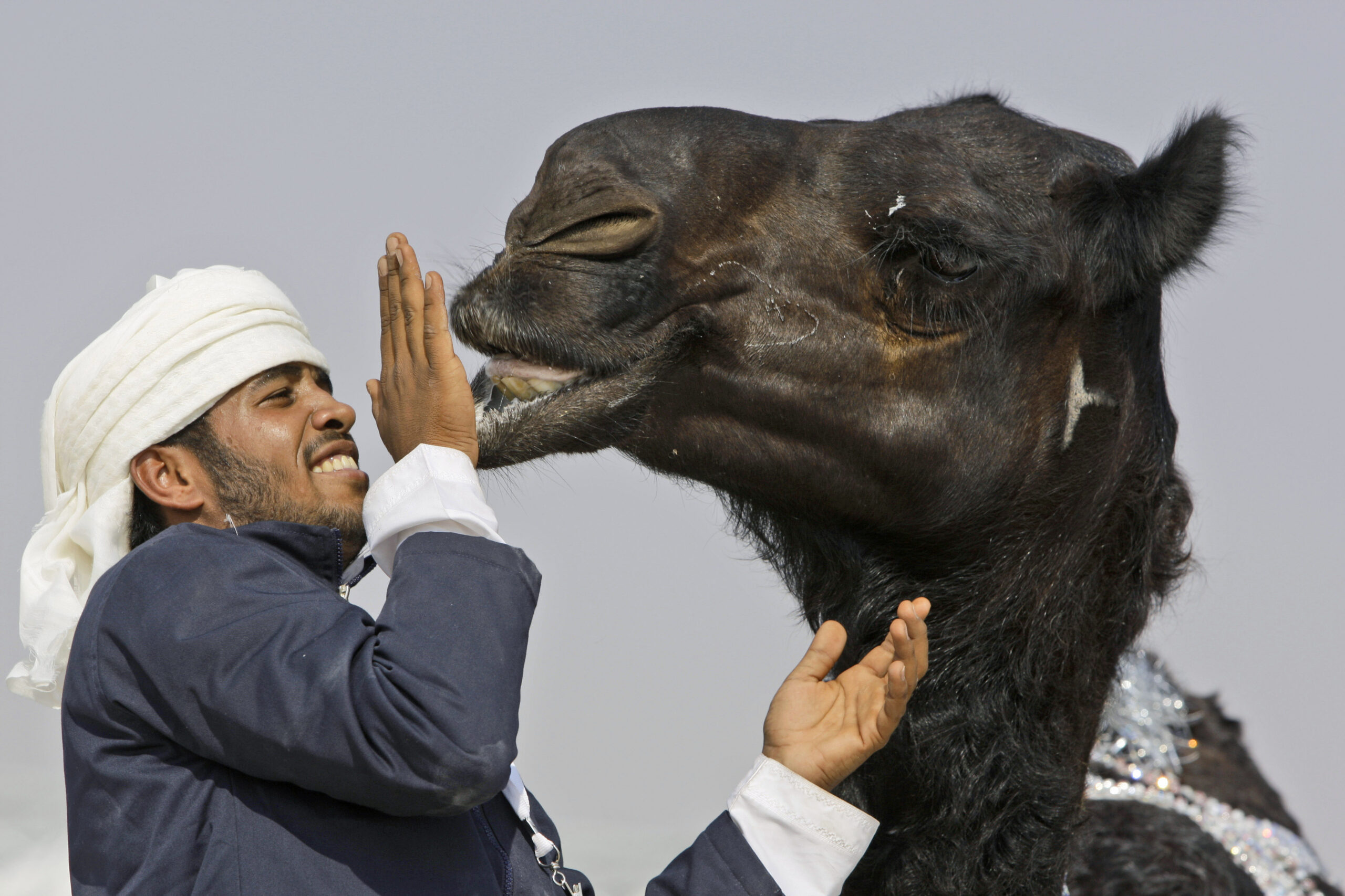 Study: MERS virus infecting camels since 1992
