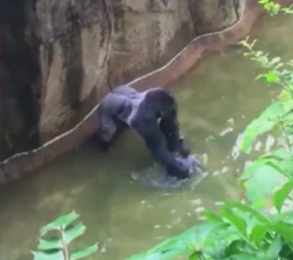 Our Animal Planet Media