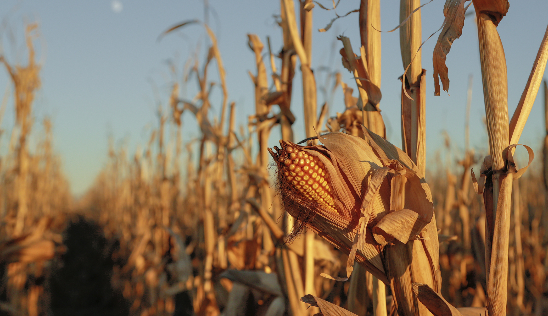 Democrats call ethanol mandate an environmental ‘flop’