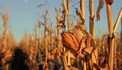 Democrats call ethanol mandate an environmental ‘flop’
