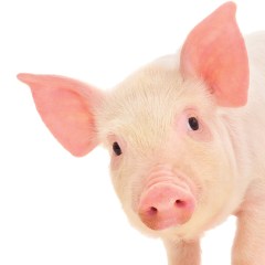 This Little Piggy Got Banned