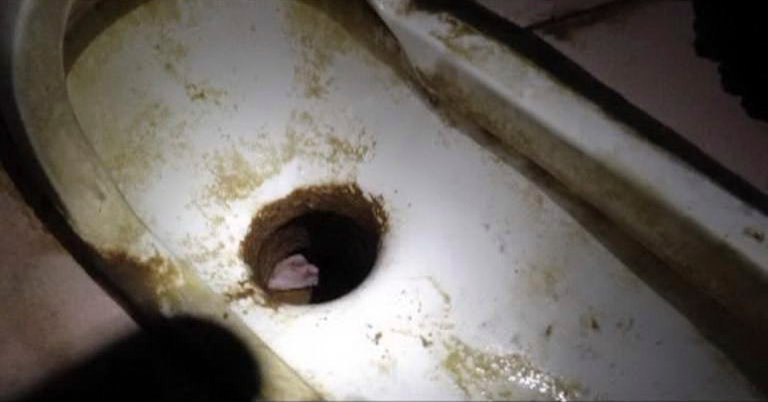 In this still image taken from video from Saturday May 25, 2013, the feet of a newborn baby boy is seen in a toilet bowl where he was stuck in Pujiang in east China's Zhejiang province. Chinese firefighters have rescued a newborn boy from a sewer pipe below a squat toilet, sawing out an L-shaped section and then delicately dismantling it to free the trapped baby, who greeted the rescuers with cries. A tenant heard the baby's sounds in the public restroom of a residential building in Zhejiang province in eastern China on Saturday and notified authorities, according to the state-run news site Zhejiang News. A video of the two-hour rescue that followed was broadcast widely on Chinese news programs and websites late Monday and Tuesday. (AP Photo) CHINA OUT