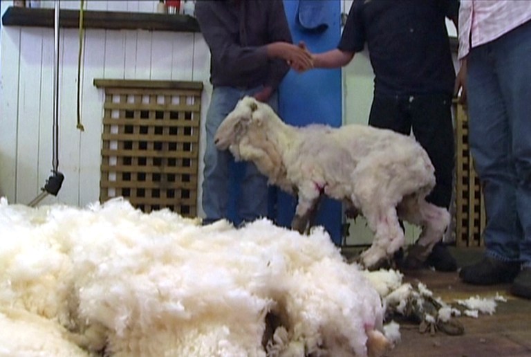 In this image made from video, Shaun the shaggy Australian sheep stands after being shorn in Midlands, Australia, Thursday, Aug. 28, 2014. Shaun received his haircut for the first time in years Thursday, losing 23.5 kilograms (52 pounds) of wool but fleece failed to break record. (AP Photo/AuBC via AP Video) AUSTRALIA OUT