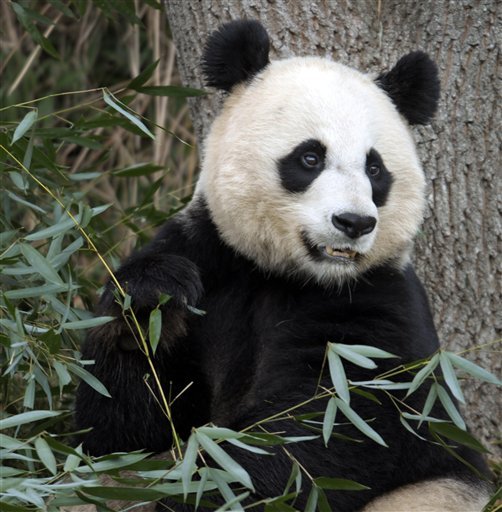 Panda-monium! National Zoo confirms cub is born