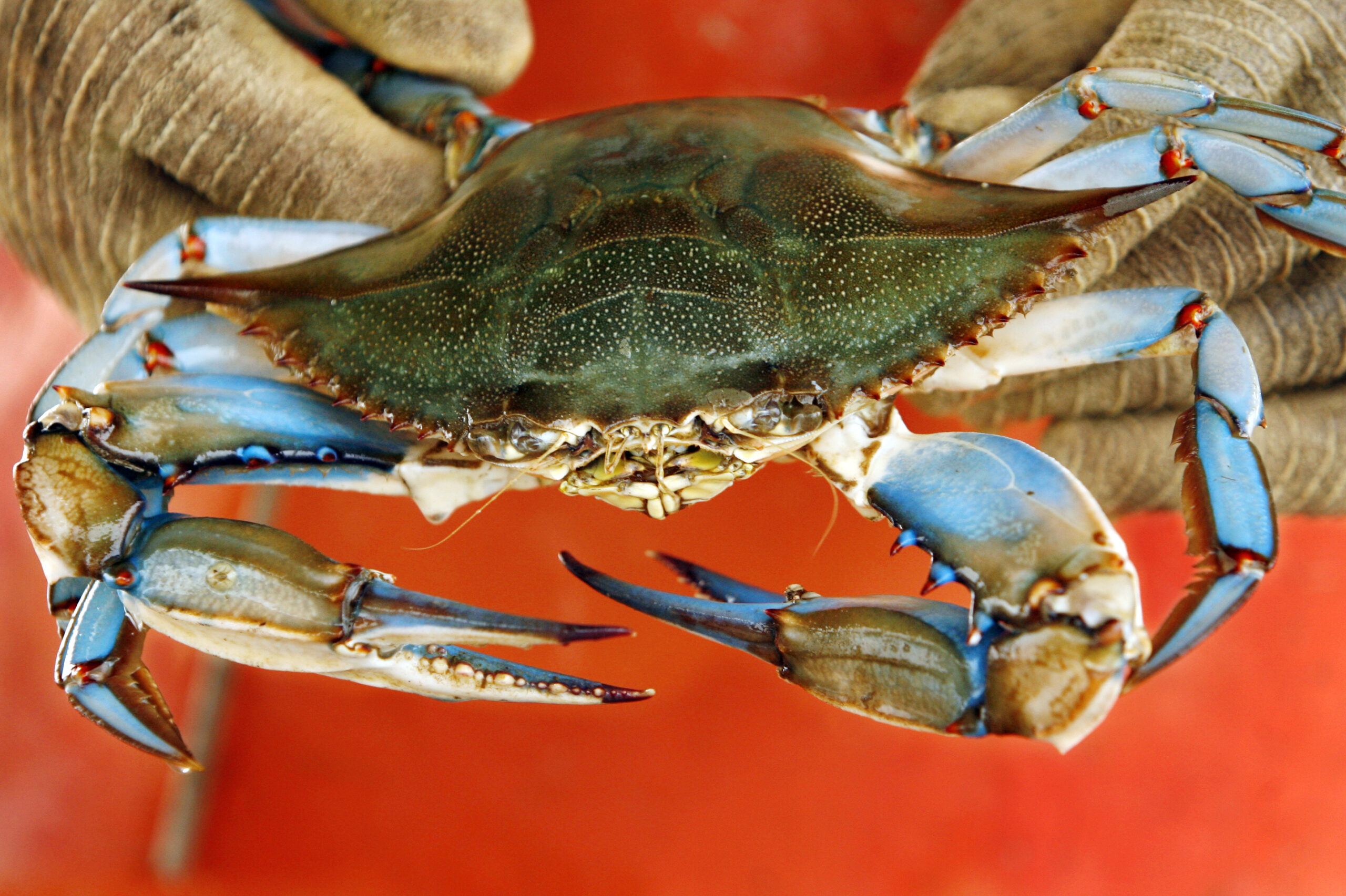 No free market in Maryland crab picking