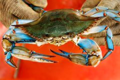 No free market in Maryland crab picking