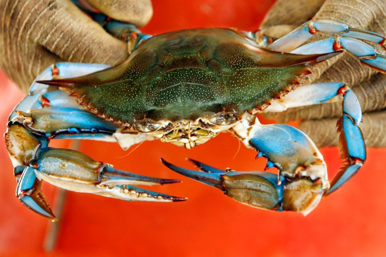 Maryland crab is delicious, if you can afford it. At $30 to $50 per pound, it's certainly not cheap. That's why I was curious to know just how much H-2B workers were valued by their employers. (AP Photo/Jacquelyn Martin, File)