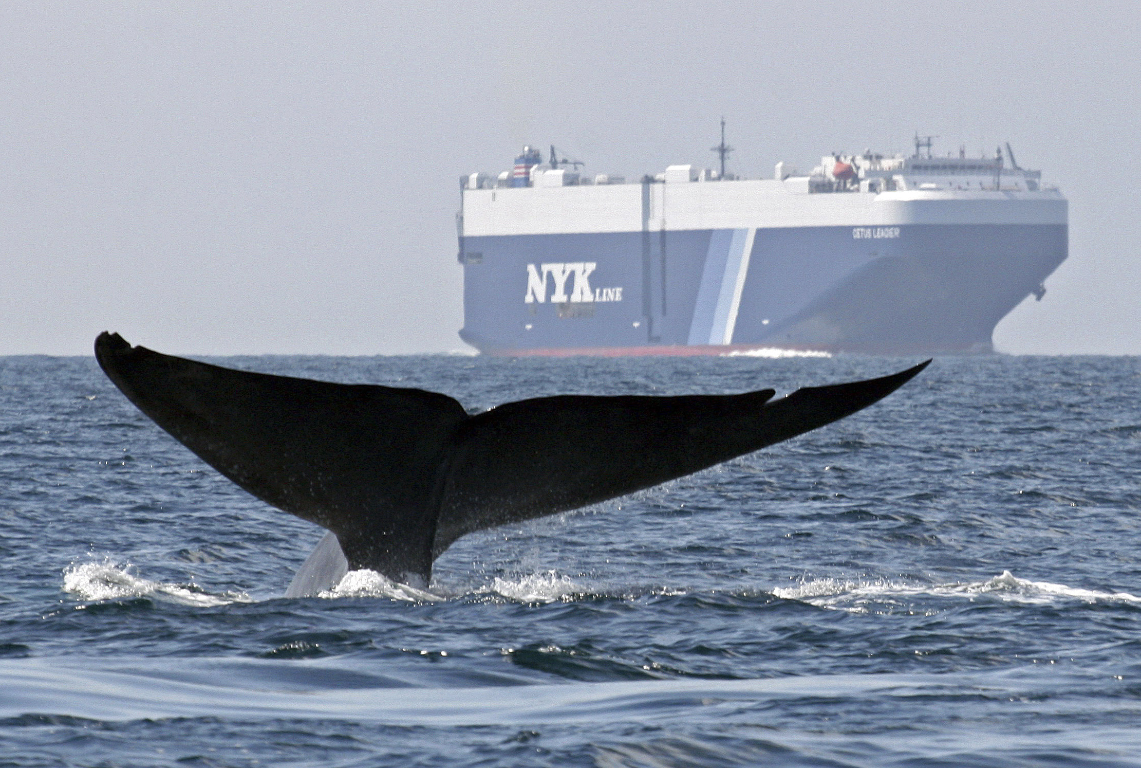 Study: Blue whales at risk of hitting ships