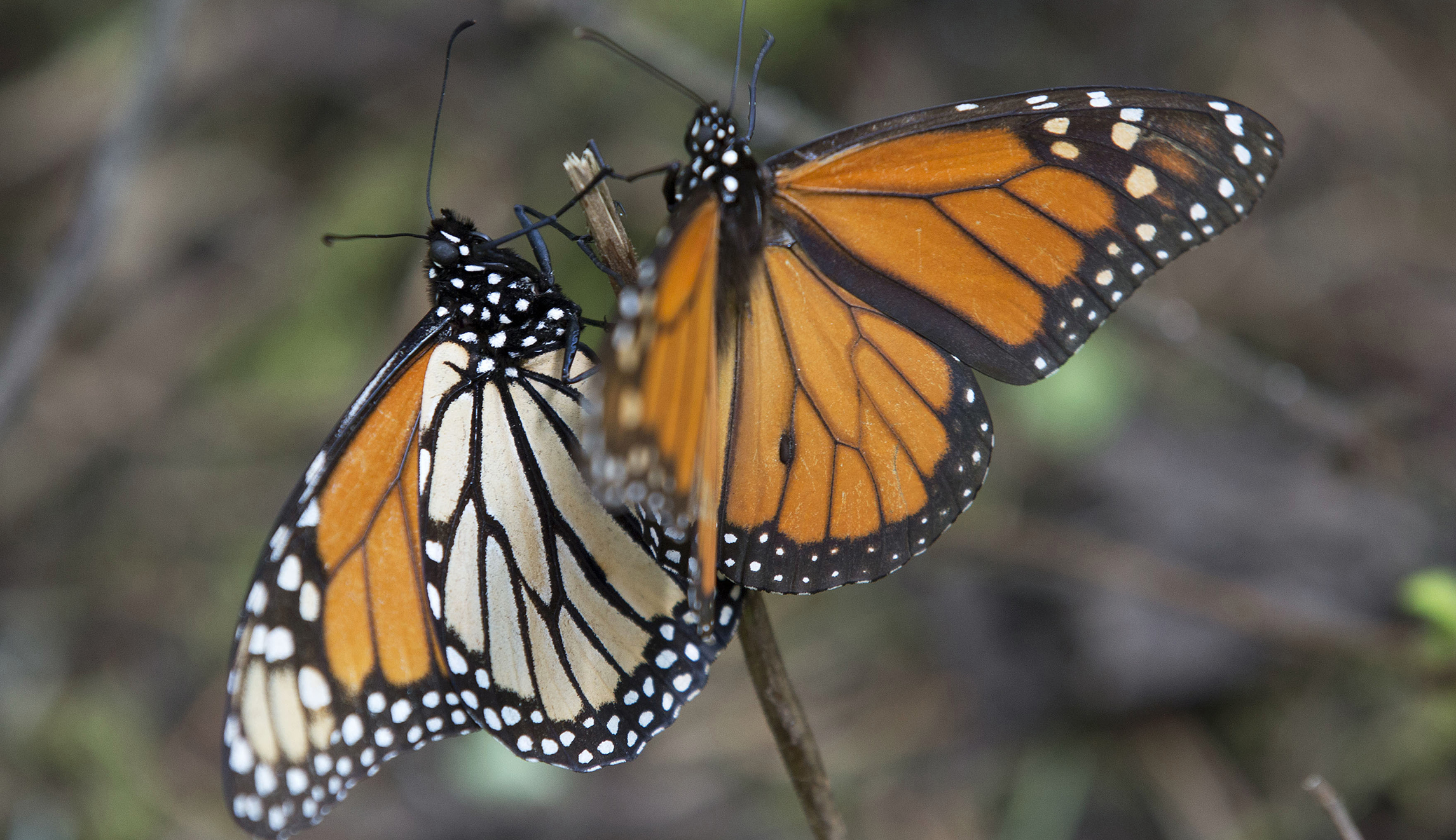 List of Trump’s border wall opponents gets new addition: Butterflies