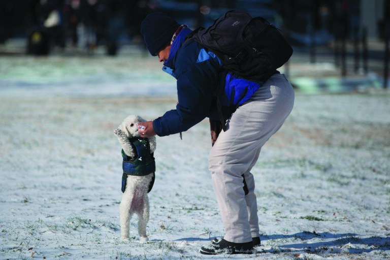 Graeme Jennings/Examiner
A woman plays with her dog in the snow in D.C. on Thursday.