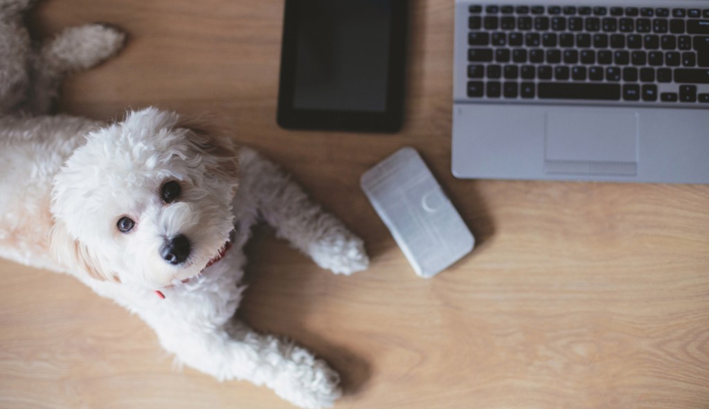 TV channel for dogs to launch in UK