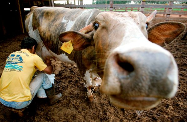 Don’t have a cow: Boston startup developing cow-free ‘UnReal Milk’