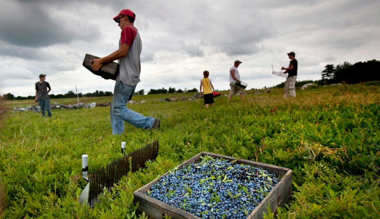 The agricultural industries in the U.S., Canada, and Mexico warned that any change to the trade deal could severely disrupt the economies of all three nations. (AP Photo/Robert F. Bukaty, File)