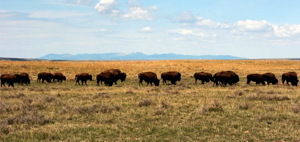 Politico deletes tweet suggesting bald eagles are mammals