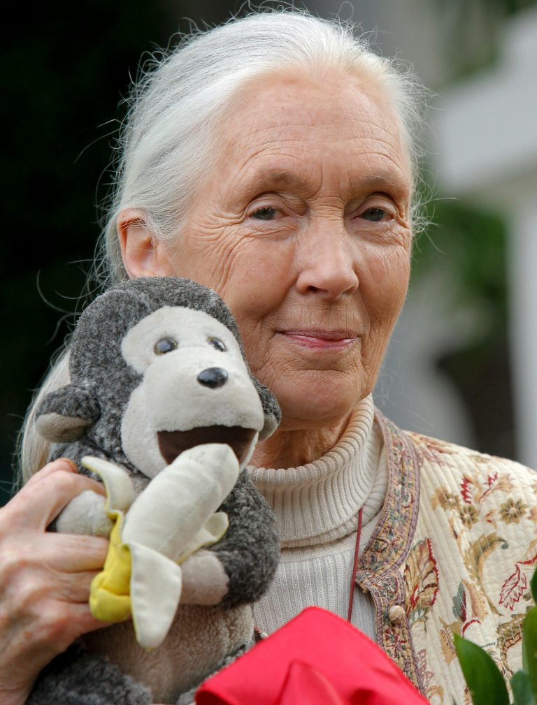 FILE - In this photo taken Wednesday April 25, 2012, chimpanzee expert Jane Goodall holds a monkey doll she carries with her wherever she travels, in Pasadena, Calif.  Jane Goodall, who turns 80 in 2014, knows how to work a crowd. In a packed auditorium, the elegant primatologist from Britain whooped like the chimpanzees she first studied in Tanzania in the early 1960s. She hugged an academic just like, she said, chimps do. She talked about her crush, as a 